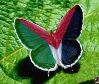 murad-butterfly